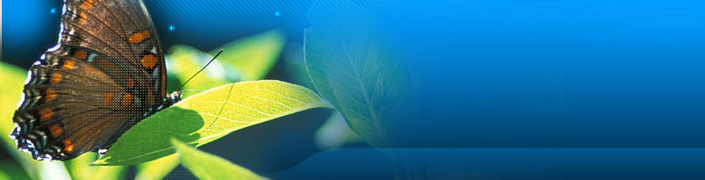 webdesign und digitaldruck - maxispot